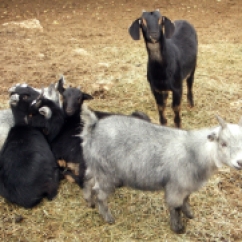 food2_goat